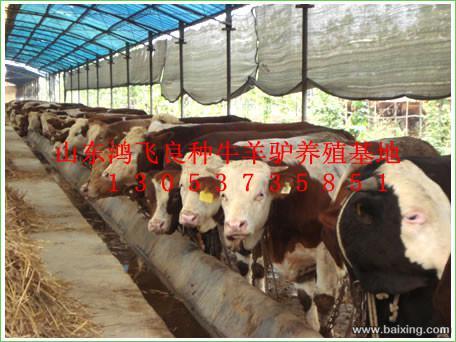 畜牧局直属企业鸿飞牛羊养殖场供应肉牛肉驴波尔山羊