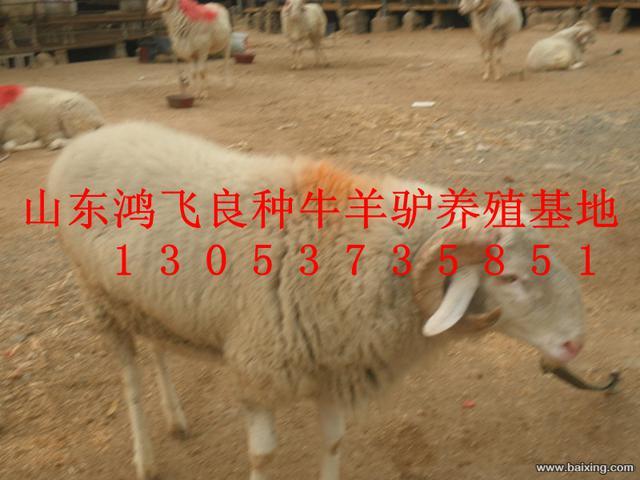畜牧局直属企业鸿飞牛羊养殖场供应肉牛肉驴波尔山羊