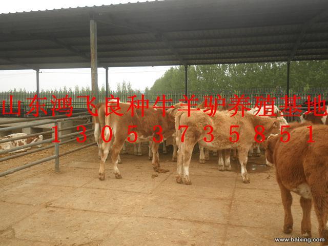 畜牧局直属企业鸿飞牛羊养殖场供应肉牛肉驴波尔山羊