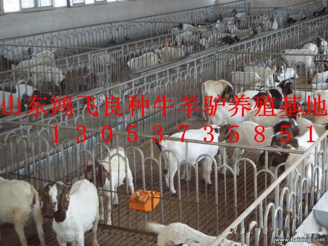 畜牧局直属企业鸿飞牛羊养殖场供应肉牛肉驴波尔山羊