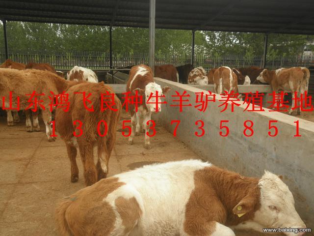 畜牧局直属企业鸿飞牛羊养殖场供应肉牛肉驴波尔山羊