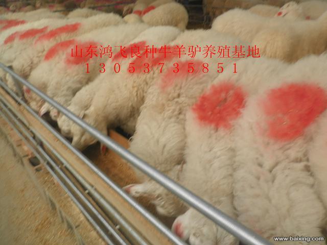 畜牧局直属企业鸿飞牛羊养殖场供应肉牛肉驴波尔山羊